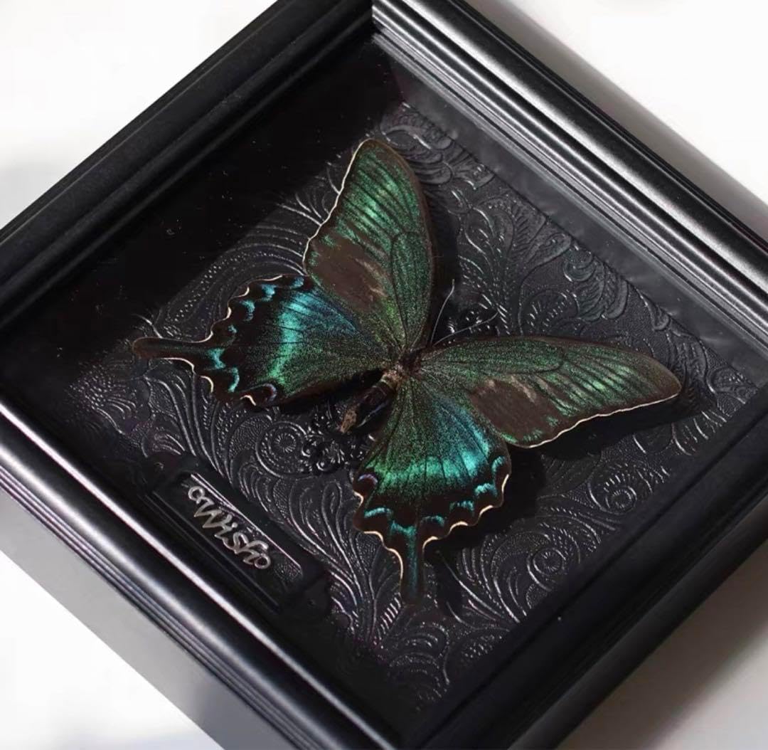 蝶の標本 多種類セット カラフルな蝶の標本です <1215z昆虫標本> 世界の美麗蝶 11頭セット